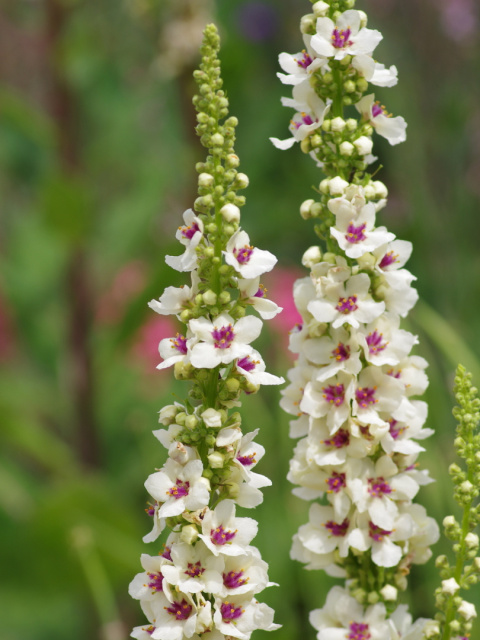 Dziewanna pospolita- Verbascum nigrum 'Album' (p9)