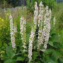 Dziewanna pospolita- Verbascum nigrum 'Album' (p9)