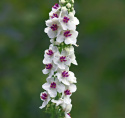 Dziewanna pospolita- Verbascum nigrum 'Album' (p9)