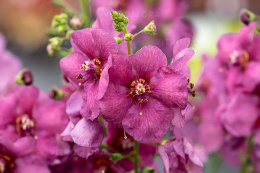 Dziewanna- Verbascum 'Plum Smokey' (p9)