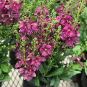 Dziewanna- Verbascum 'Plum Smokey' (p9)