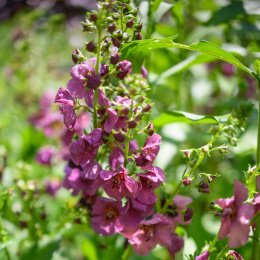 Dziewanna- Verbascum 'Plum Smokey'