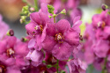 Dziewanna- Verbascum 'Plum Smokey'