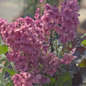 Dziewanna- Verbascum 'Plum Smokey'