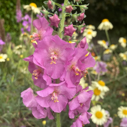 Dziewanna- Verbascum phoenicum 'Rosetta' (p9)