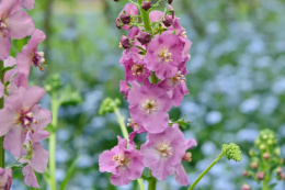 Dziewanna- Verbascum phoenicum 'Rosetta' (p9)