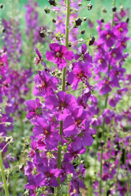 Dziewanna- Verbascum phoenicum 'Violetta' (p9)