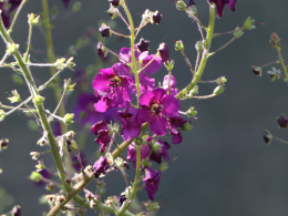 Dziewanna- Verbascum phoenicum 'Violetta' (p9)