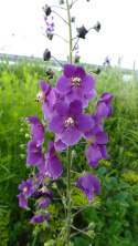 Dziewanna- Verbascum phoenicum 'Violetta' (p9)