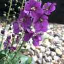 Dziewanna- Verbascum phoenicum 'Violetta' (p9)