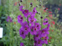 Dziewanna- Verbascum phoenicum 'Violetta' (p9)