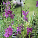 Dziewanna- Verbascum phoenicum 'Violetta' (p9)