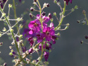 Dziewanna- Verbascum phoenicum 'Violetta'