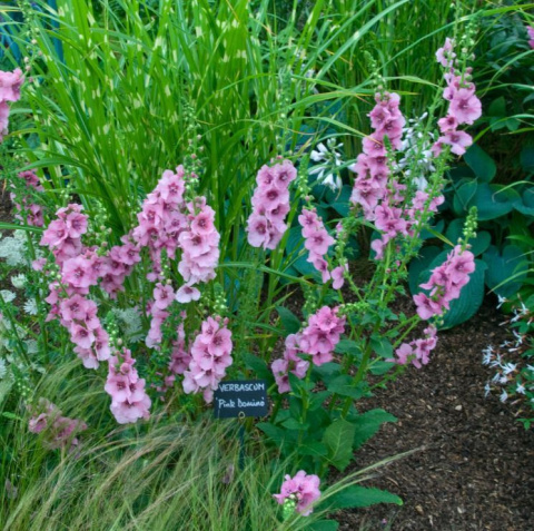 Dziewanna- Verbascum 'Pink Domino' (p9)