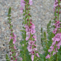 Dziewanna- Verbascum 'Pink Domino' (p9)