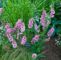 Dziewanna- Verbascum 'Pink Domino'