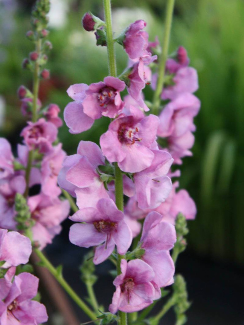 Dziewanna- Verbascum 'Pink Domino'