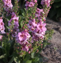 Dziewanna- Verbascum 'Pink Domino'