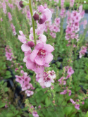 Dziewanna- Verbascum 'Pink Domino'