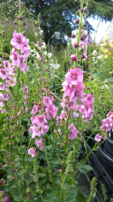 Dziewanna- Verbascum 'Pink Domino'