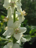 Dziewanna fioletowa 'Flush of White' (p9)