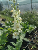 Dziewanna fioletowa 'Flush of White' (p9)