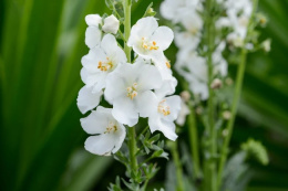 Dziewanna fioletowa 'Flush of White'