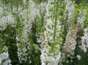 Dziewanna fioletowa 'Flush of White'