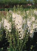 Dziewanna fioletowa 'Flush of White'