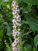 Dziewanna pospolita- Verbascum nigrum 'Album'