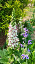 Dziewanna pospolita- Verbascum nigrum 'Album'