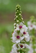 Dziewanna pospolita- Verbascum nigrum 'Album'