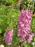 Dziewanna- Verbascum phoenicum 'Rosetta'