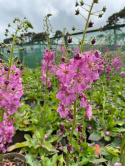 Dziewanna- Verbascum phoenicum 'Rosetta'