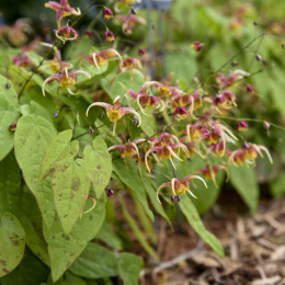 Epimedium x omeiense 'Akane' (p9)