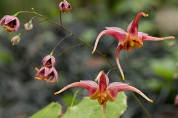 Epimedium x omeiense 'Akane' (p9)