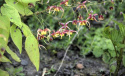 Epimedium x omeiense 'Akane'