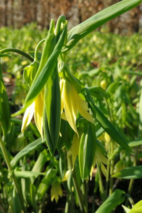 Jagodowiec wielkokwiatowy- Uvularia grandiflora 'Pallida'