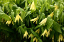 Jagodowiec wielkokwiatowy- Uvularia grandiflora 'Pallida'