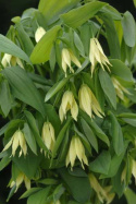 Jagodowiec wielkokwiatowy- Uvularia grandiflora 'Pallida'