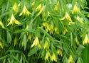 Jagodowiec wielkokwiatowy- Uvularia grandiflora 'Pallida'