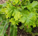 Języcznik zwyczajny 'Cristatum'- Asplenium scol. 'Cristatum'