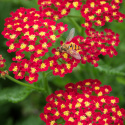 Krwawnik- Achillea millefolium 'Milly Rock Red'