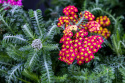 Krwawnik- Achillea millefolium 'Milly Rock Red'