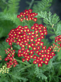 Krwawnik- Achillea millefolium 'Milly Rock Red'