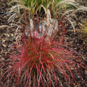 Miskant chiński- Miscanthus sinensis Ruby Cute' (p11)