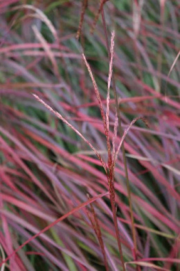 Miskant chiński- Miscanthus sinensis Ruby Cute' (p11)