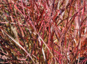 Miskant chiński- Miscanthus sinensis Ruby Cute' (p11)