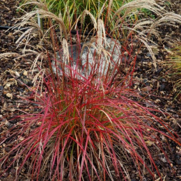 Miskant chiński- Miscanthus sinensis Ruby Cute'