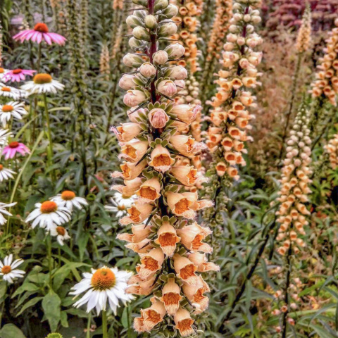 Naparstnica rdzawa- Digitalis ferruginea 'Gelber Herold